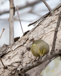 Orange crowned Warbler 2122